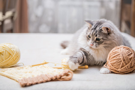 Fluffy cute gray cat plays fun with balls of yarn tangled threads, hunts for a skeinの写真素材