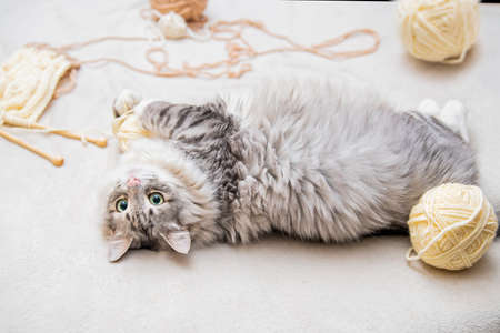 fluffy fat cute gray cat plays with balls of yarn, lies among the matted threads, turning to the hostessの写真素材