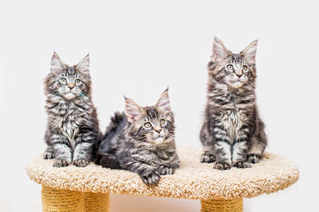 Three maine coon kittens with a long fluffy tail sitting on a scratching post against a light wallの写真素材