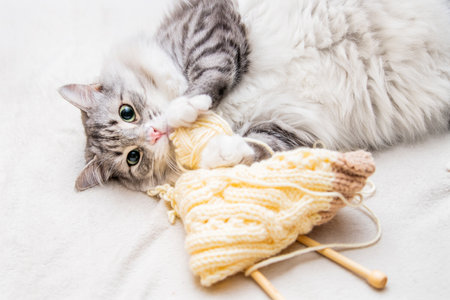 Fluffy cute gray cat plays cheerfully with balls of yarn scratches with hind paws lying on his back tangled threadsの写真素材