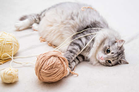 Fluffy cute gray cat plays cheerfully with balls of yarn scratches with hind paws lying on his back tangled threadsの写真素材