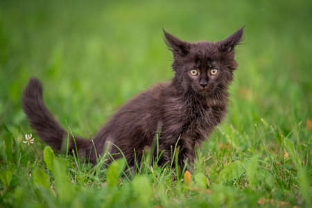 little fluffy playful black Maine Coon kitten walks on the green grass.の写真素材