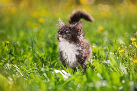 small fluffy playful gray Maine Coon kitten with a white breast is walking on the green grass.の写真素材