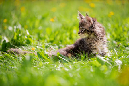 small fluffy playful gray tabby Maine Coon kitten walks on the green grass.の写真素材