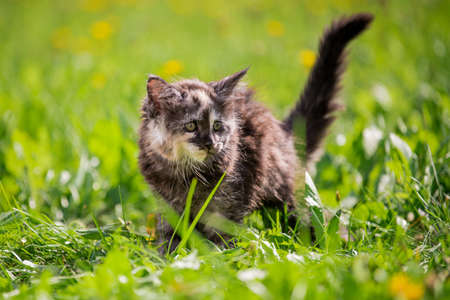 small fluffy playful gray spotted Maine Coon kitten walks on the green grass.の写真素材