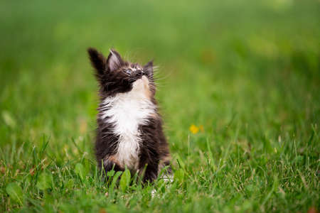 small fluffy playful gray tabby Maine Coon kitten walks on the green grass.の写真素材