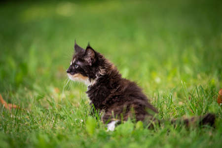 small fluffy playful gray tabby Maine Coon kitten walks on the green grass.の写真素材