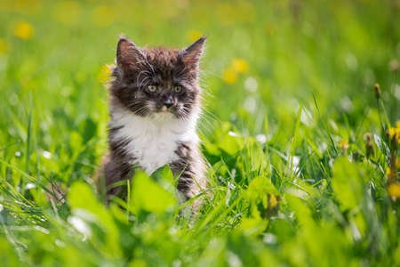 small fluffy playful gray Maine Coon kitten with a white breast is walking on the green grass.の写真素材
