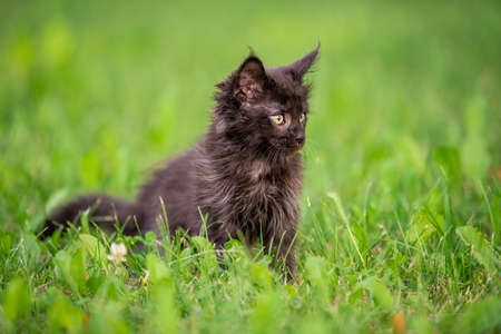 little fluffy playful black Maine Coon kitten walks on the green grass.の写真素材