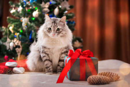 Christmas cat. Portrait of a fat fluffy cat next to a gift box on the background of a Christmas tree and lights of garlands.の写真素材