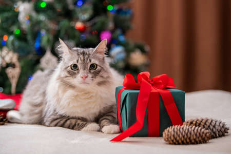 Christmas cat. Portrait of a fat fluffy cat next to a gift box on the background of a Christmas tree and lights of garlands.の写真素材