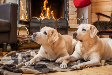 pair of golden Labrador Retrievers lie on a blanket in front of a country house fireplace.の写真素材