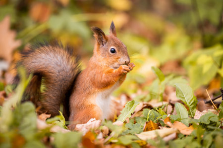 squirrel in autumn,portrait of squirrel, yellow park with fallen leaves, concept autumn nature preparation for winter, redhead little beast in the forestの写真素材
