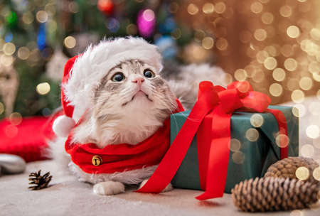 Christmas cat. Portrait of a fat fluffy cat next to a gift box on the background of a Christmas tree and lights of garlands.の写真素材