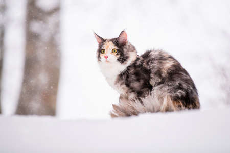 Maine Coon cat polychrome sits on the snow outdoors in the winter is on the white snowの写真素材