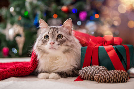 Christmas cat. Portrait of a fat fluffy cat next to a gift box on the background of a Christmas tree and lights of garlands.の写真素材