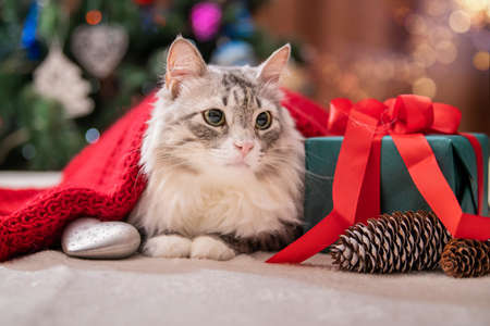 Christmas cat. Portrait of a fat fluffy cat next to a gift box on the background of a Christmas tree and lights of garlands.の写真素材