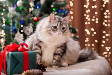 Christmas cat. Portrait of a fat fluffy cat next to a gift box on the background of a Christmas tree and lights of garlands.の写真素材