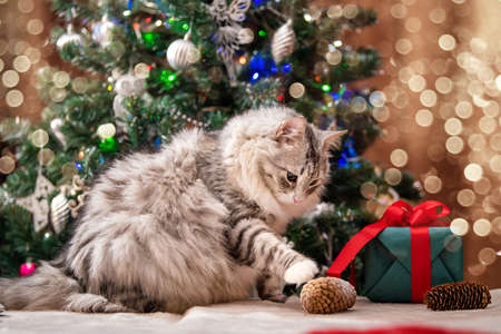 Christmas cat. Portrait of a fat fluffy cat next to a gift box on the background of a Christmas tree and lights of garlands.の写真素材