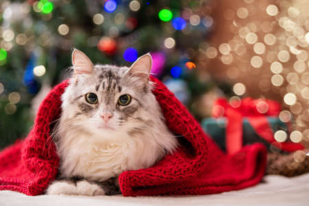 Christmas cat. Portrait of a fat fluffy cat next to a gift box on the background of a Christmas tree and lights of garlands.の写真素材