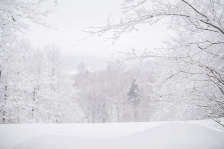 Foggy snowy landscape of the northern park.の写真素材