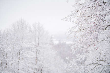 Foggy snowy landscape of the northern park.の写真素材