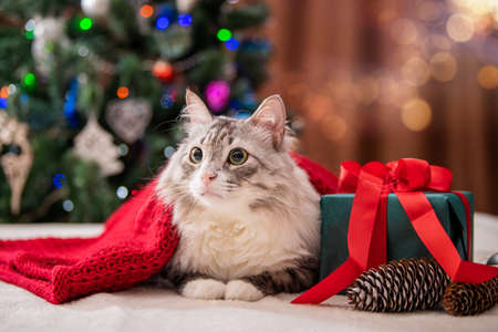 Christmas cat. Portrait of a fat fluffy cat next to a gift box on the background of a Christmas tree and lights of garlands.の写真素材