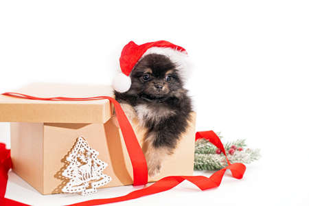 cute fluffy spitz puppy in a Santa Claus hat peeks out of a large gift craft box with a red ribbon on a white backgroundの写真素材