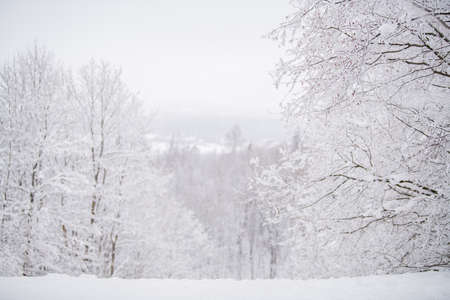 Foggy snowy landscape of the northern park.の写真素材