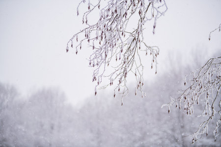 Foggy snowy landscape of the northern park.