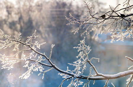 Branches covered with sparkling spring on cold sunny winter day. Natural background.の写真素材