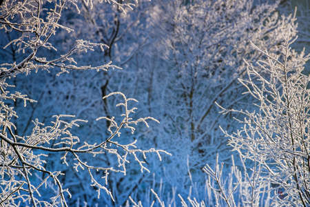 Branches covered with sparkling spring on cold sunny winter day. Natural background.の写真素材