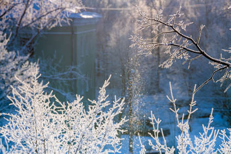 Branches covered with sparkling spring on cold sunny winter day. Natural background.の写真素材