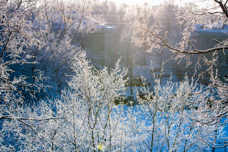 Branches covered with sparkling spring on cold sunny winter day. Natural background.の写真素材