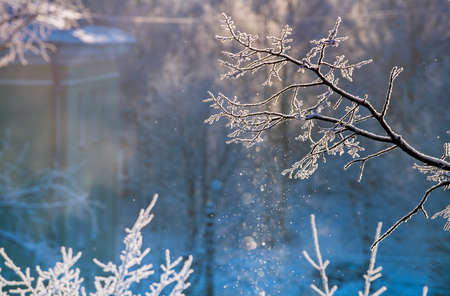 Branches covered with sparkling spring on cold sunny winter day. Natural background.の写真素材
