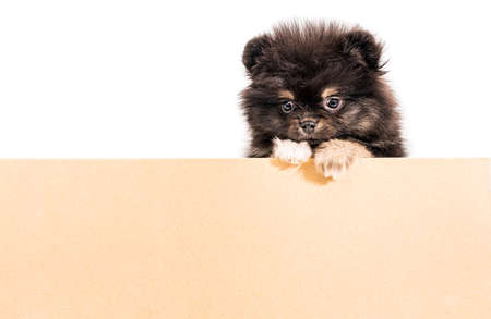 Cute little Pomeranian puppy peeking out of a cardboard craft box on a white background, isolate, copy spaceの写真素材