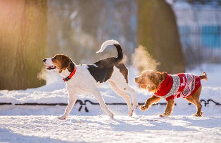 Two dogs of breed beagle and cocker spaniel running through the snow to the camera in the park winterの写真素材