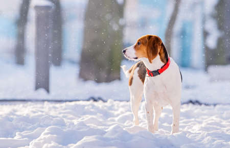 Portrait of american beagle dog walking in snow on camera in winter parkの写真素材