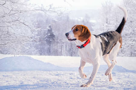 Portrait of american beagle dog running through snow to camera in park winterの写真素材