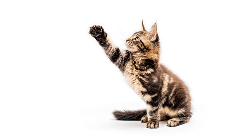 Expressive cheerful gray tabby Maine Coon kitten plays with pebble with its paw. Isolated white background.の写真素材