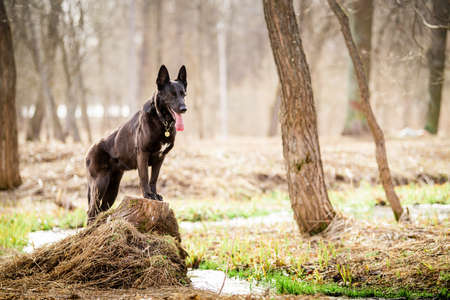 portrait of black German Shepherd dog. Pet outdoors in the forest.