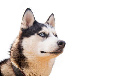 happy emotion husky dog. Siberian husky black and white color with blue eyes.の写真素材