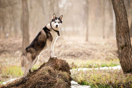 Portrait of a magnificent Siberian Husky standing in the background of natural northern landscape.