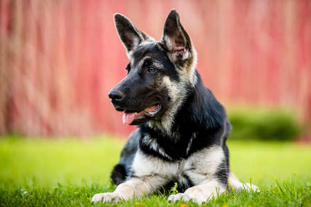 The East European shepherd dog lying on the grass in the Park at sunset. careful look.the concept of...