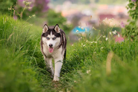 black and white siberian husky walking on hill in green grass in mountains and against the backdrop of panoramic landscape with houses on the horizon.の写真素材