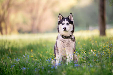 charming dog of the Siberian Husky breed walks in a collar in nature in the park.の写真素材