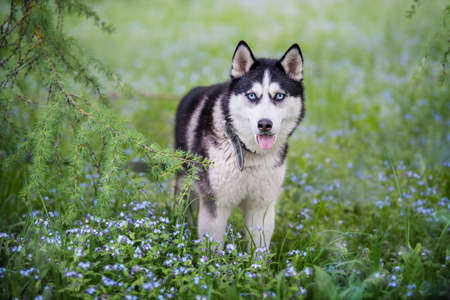 Black and white siberian husky is standing. Happy dog on natural landscape. Blue eyes.の写真素材
