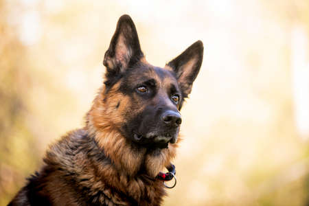 Portrait of German shepherd in park. Purebred dog.の写真素材