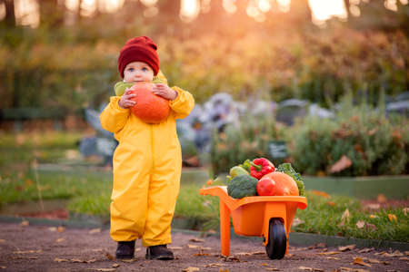 child in yellow overalls drives toy car with vegetables against the backdrop of vegetable garden and cabbage bedsの写真素材