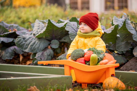 child in yellow overalls drives toy car with vegetables against the backdrop of vegetable garden and cabbage bedsの写真素材